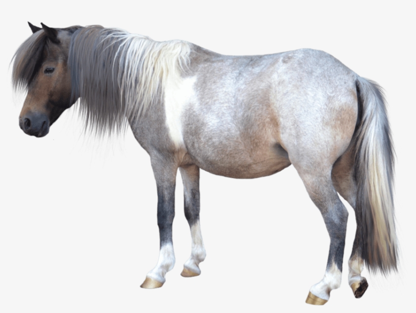 Caballo Pequeño - Miniature Horse White Background, transparent png download
