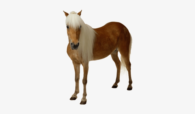 Caballo Marróan Claro - Horse Png, transparent png download