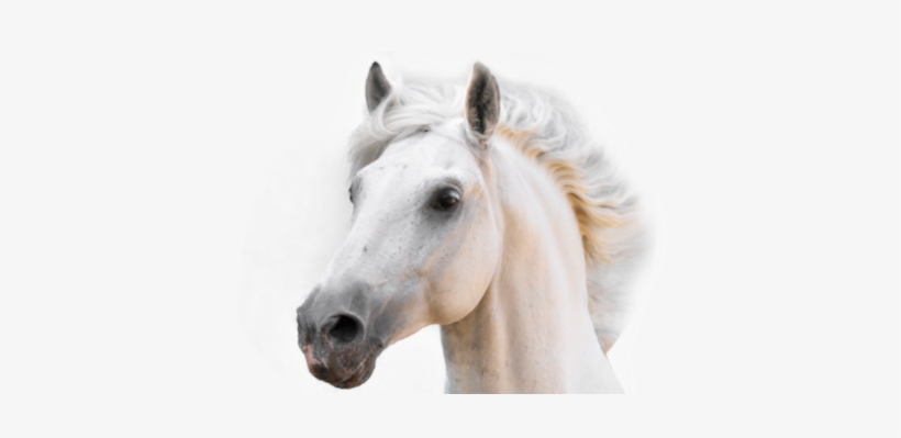 Champús Para Caballos - Stretched Canvas Print: White Horse Stallion, 37x25in., transparent png download