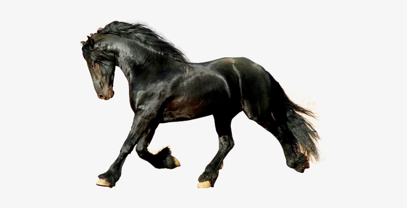 Facub1 - Imagenes Png De Caballos, transparent png download