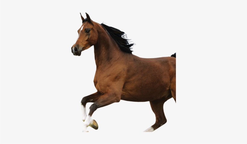 Caballo - Horse Hd Images Download, transparent png download