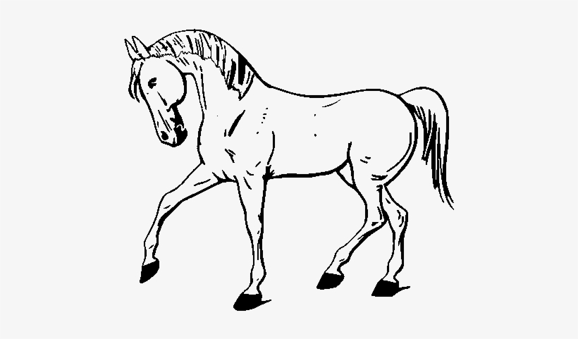 Custom White Horse Shower Curtain, transparent png download