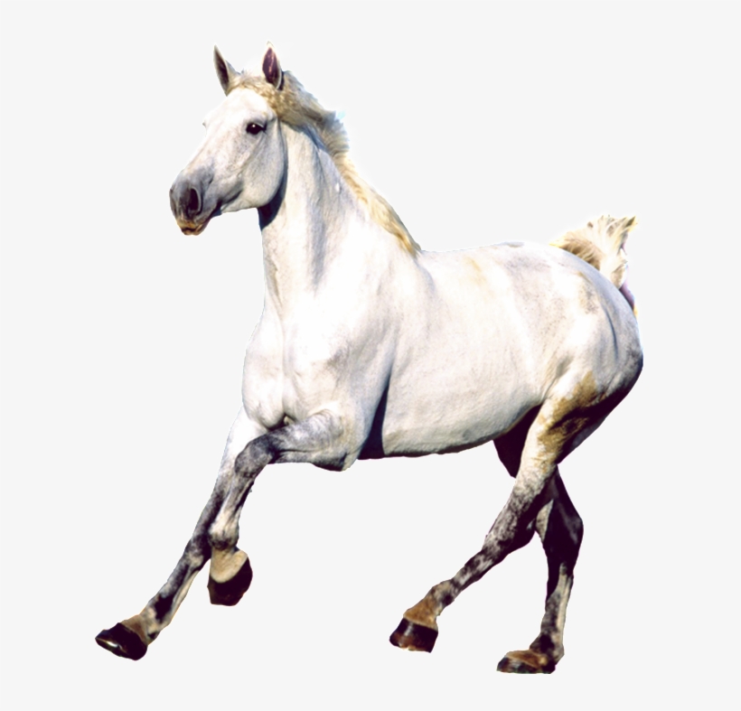 Png De Estetica Caballo Real - Mustang Horse, transparent png download