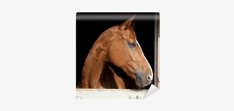 Caballo Marrón De Perfil En Cuadra Wall Mural • Pixers® - Horse, transparent png download