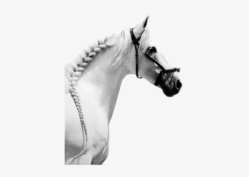 Training Horses - Caballos Blancos Png, transparent png download