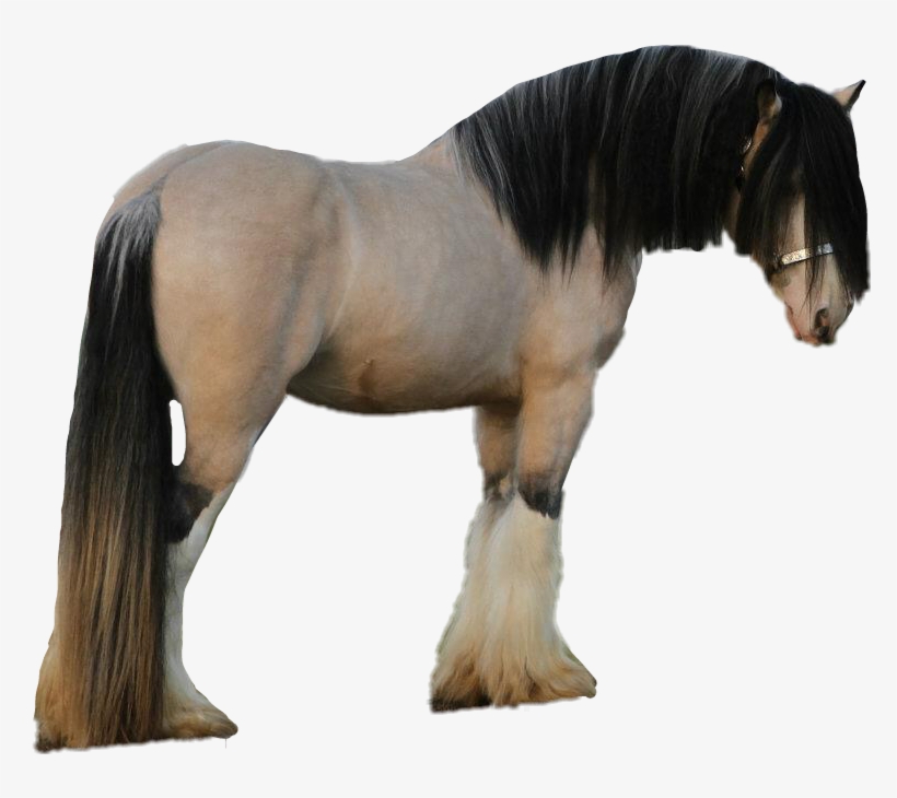 Stallion, transparent png download