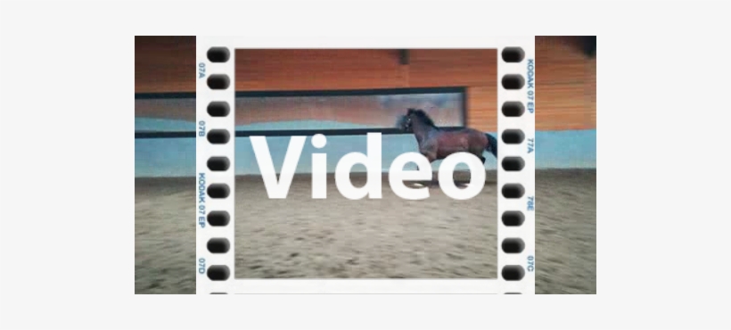 Caballo-id - Ha042753 - Horse, transparent png download