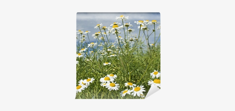 Meadow, transparent png download