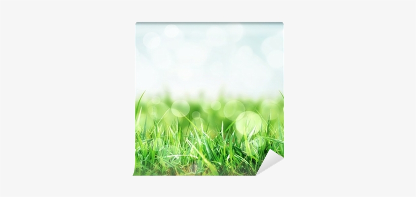 Nature Background With Grass In The Meadow Wall Mural - Meadow, transparent png download