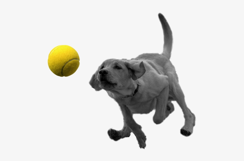 A - Dog With Ball Transparent, transparent png download