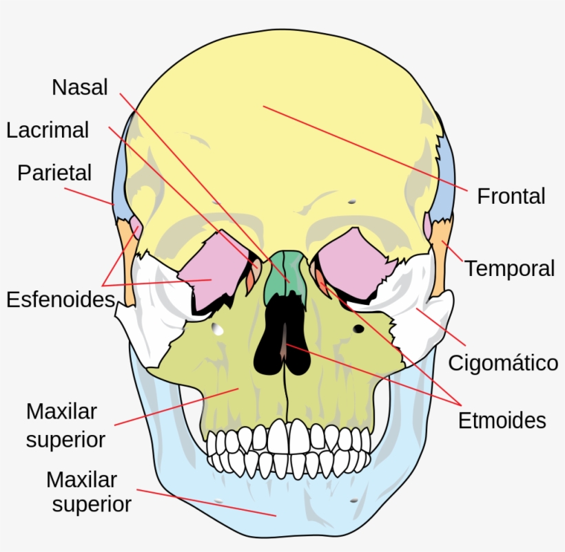 Es-human Skull Front Simplified - Huesos De La Cara, transparent png download