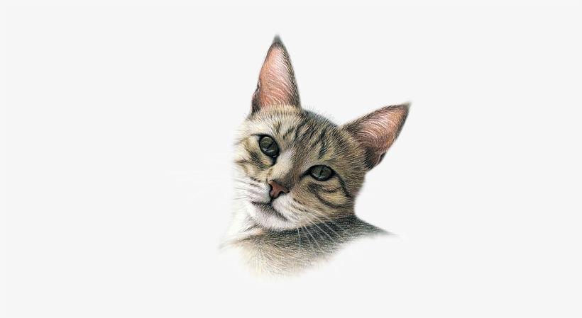 Tubes Chats - Imagen De Gato Formato Png, transparent png download