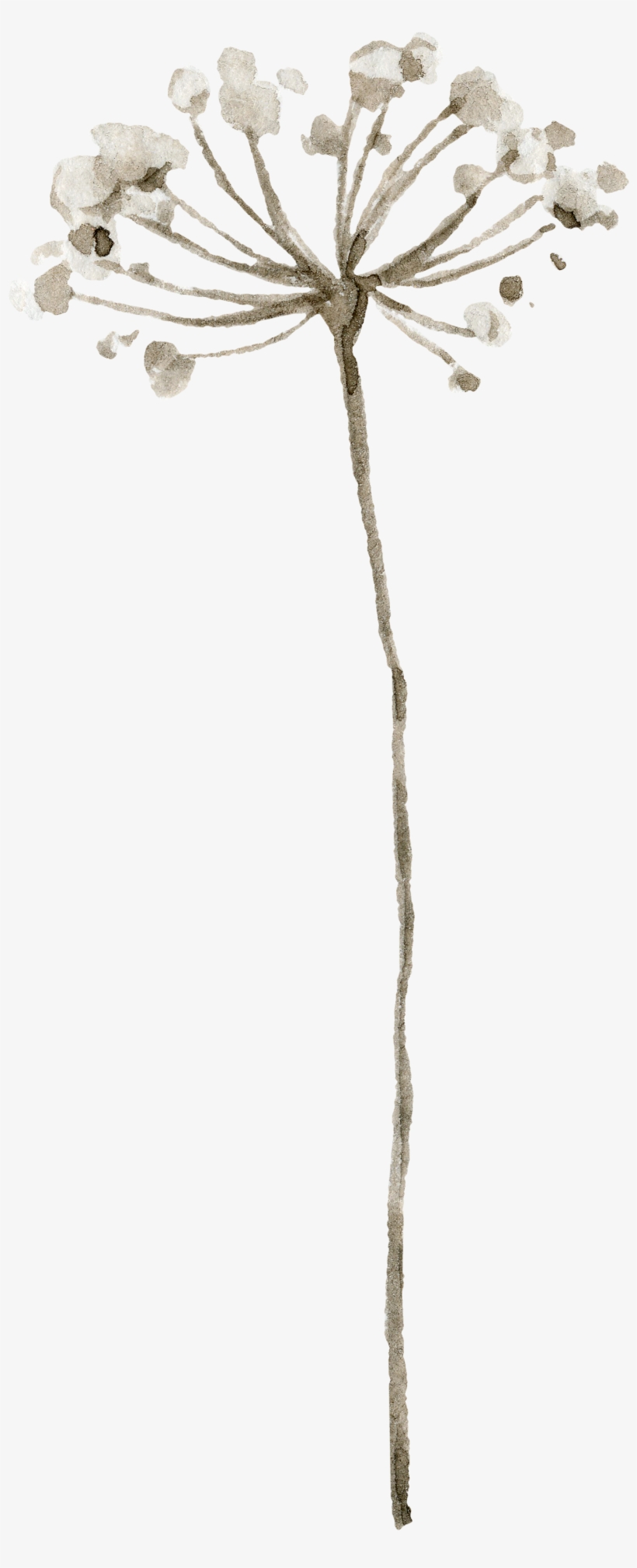 Flr - Twig, transparent png download