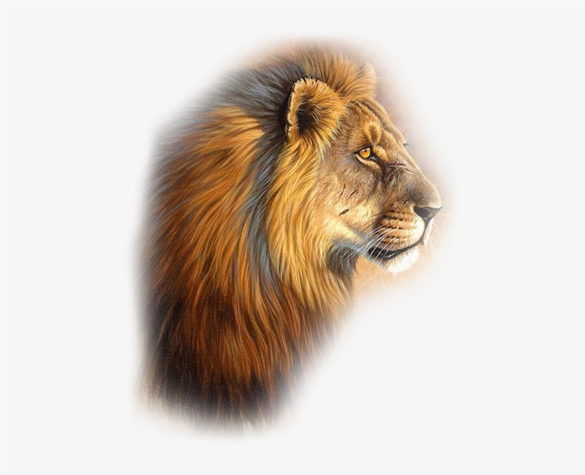 Leones Gifs Imagenes - Veces Lloro No Por Ser Debil, transparent png download