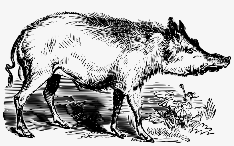 This Free Icons Png Design Of Southern Pine Wood Hog, transparent png download