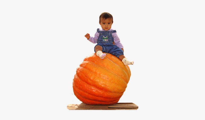 Petaluma Pumpkin Patch Giant Pumpkins - Pumpkin Patch Transparent, transparent png download