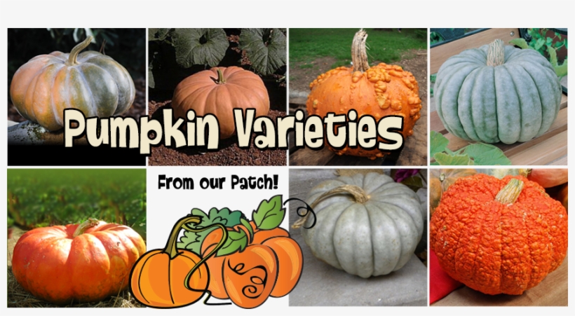 Pumpkinvarieties - Morebargins_com Pumpkin Seeds Jarrahdale Pumpkin Jarrahdale, transparent png download
