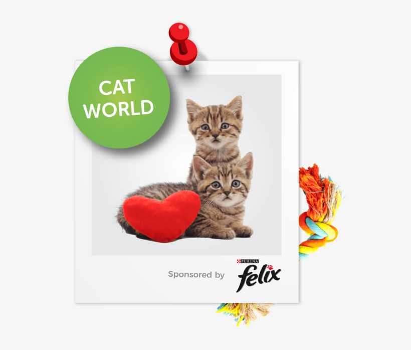 James And Street Cat Bob At The Show - Photography, transparent png download