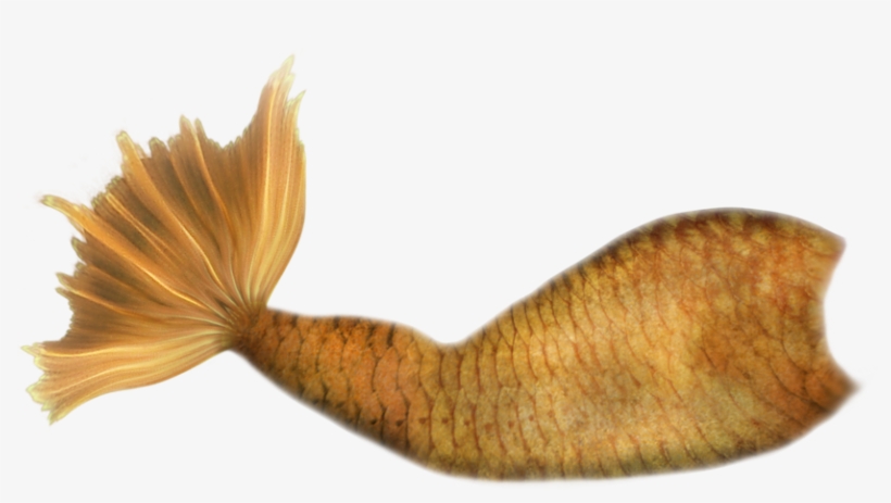 Pin By Giovanna Maria - Mermaid, transparent png download