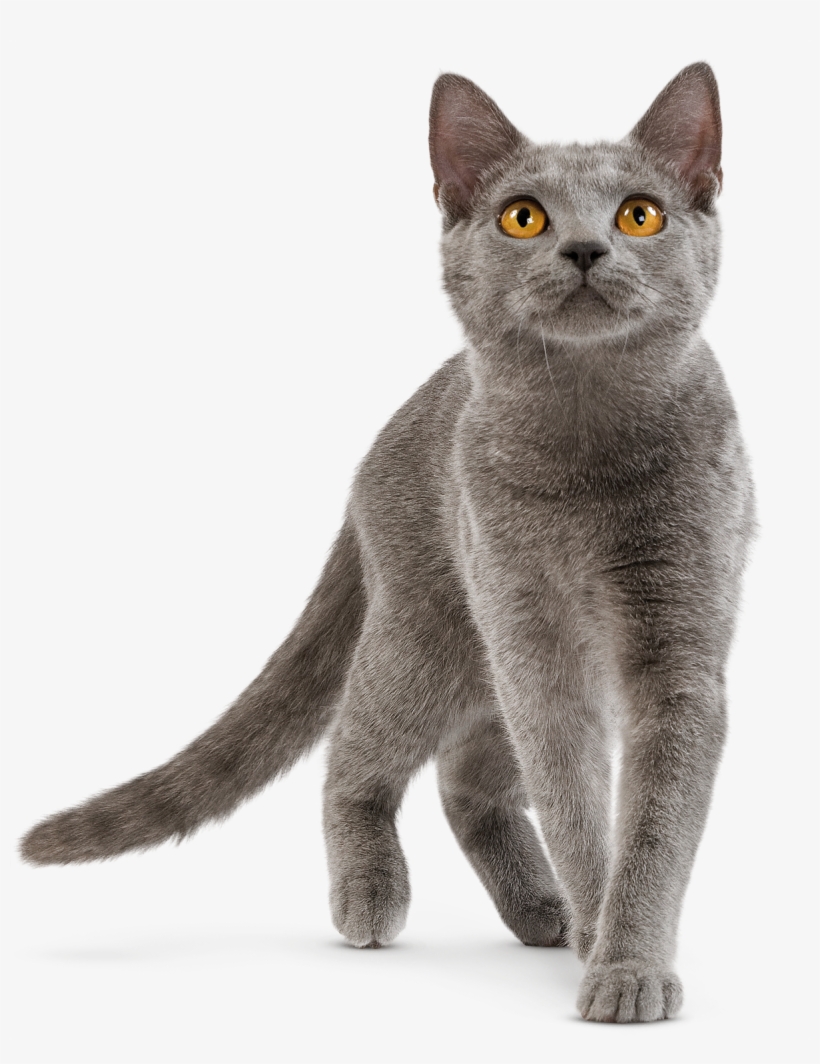 Domestic Cat - British Shorthair Cat Playing, transparent png download
