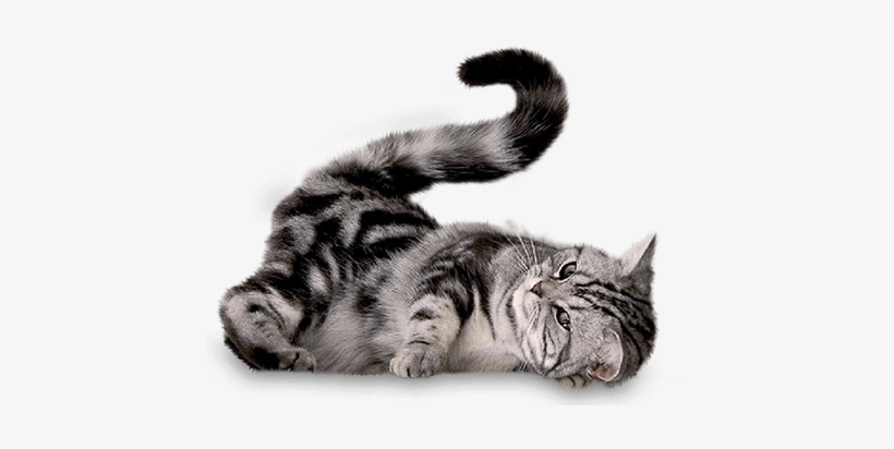 Gato-sitandplas - Imagenes De Gatos En Png, transparent png download