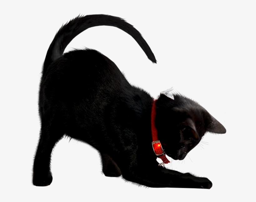 Gato-01 - Cat, transparent png download
