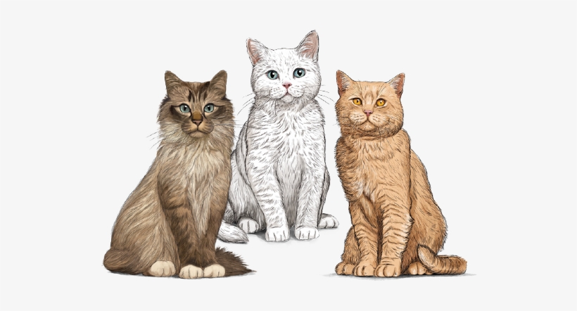 Cat Food - Gosbi Gato, transparent png download