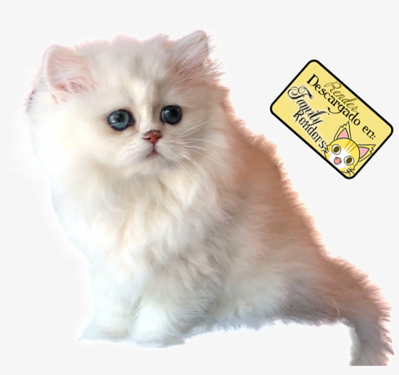 Gato - Cat, transparent png download