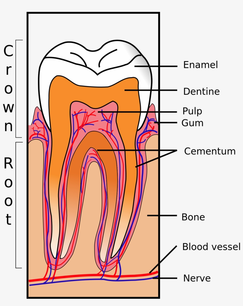 Tooth Structure, transparent png download