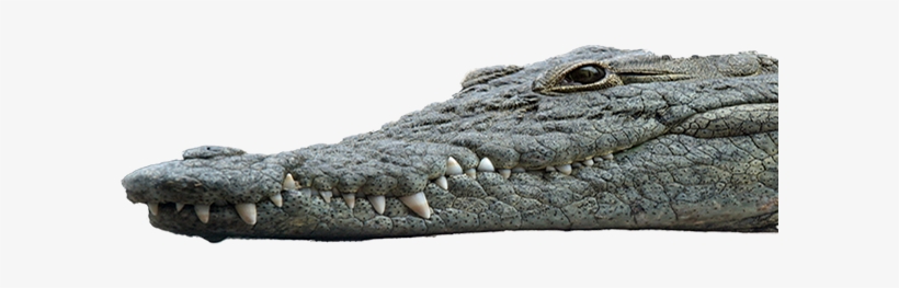 They Have Long And Narrow Snouts In Comparison - American Crocodile, transparent png download