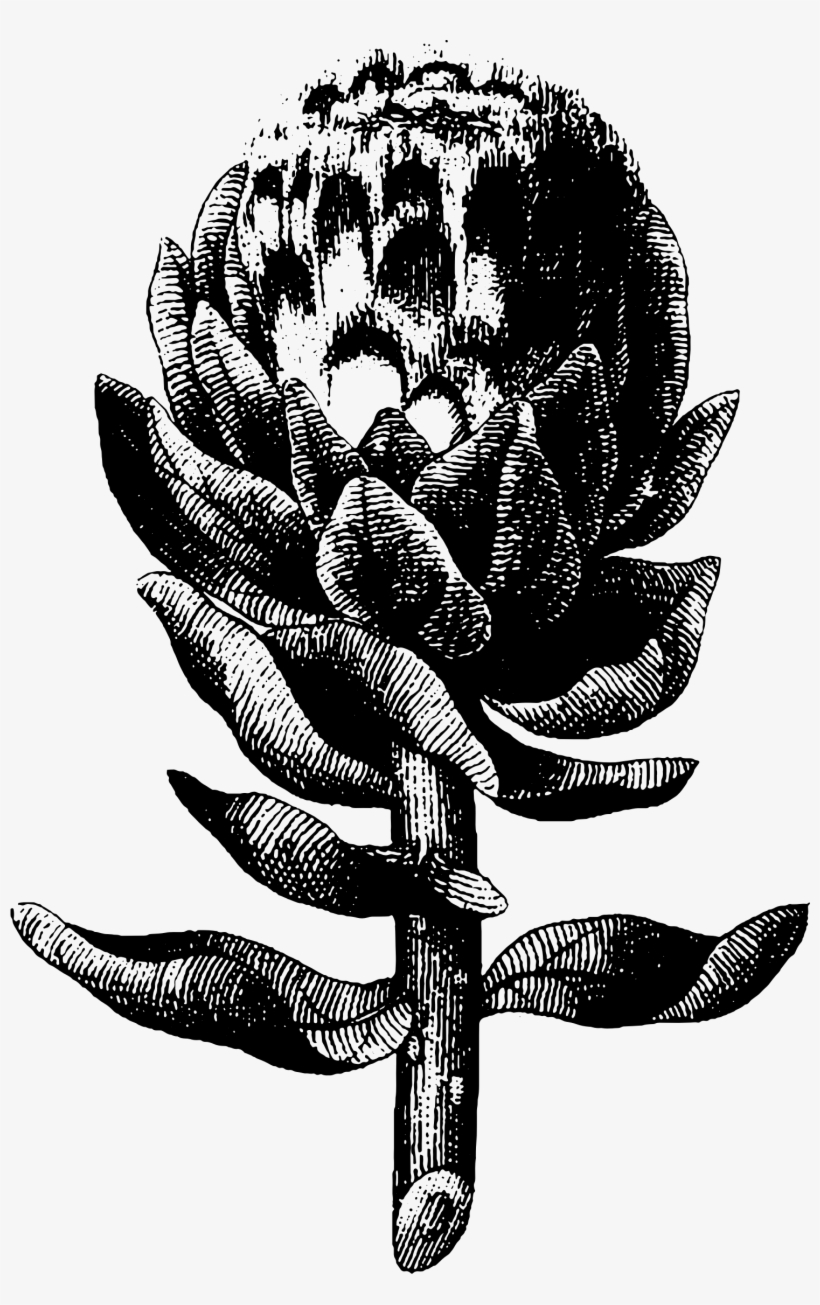 Clip Art Download At Getdrawings Com Free For Personal - Artichoke Engraving, transparent png download