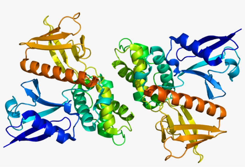Nf2 Protein, transparent png download