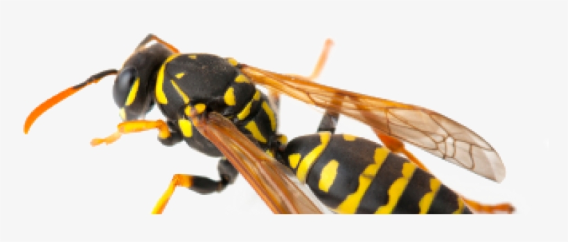 Wasps - Wasp Nest In Southern California, transparent png download