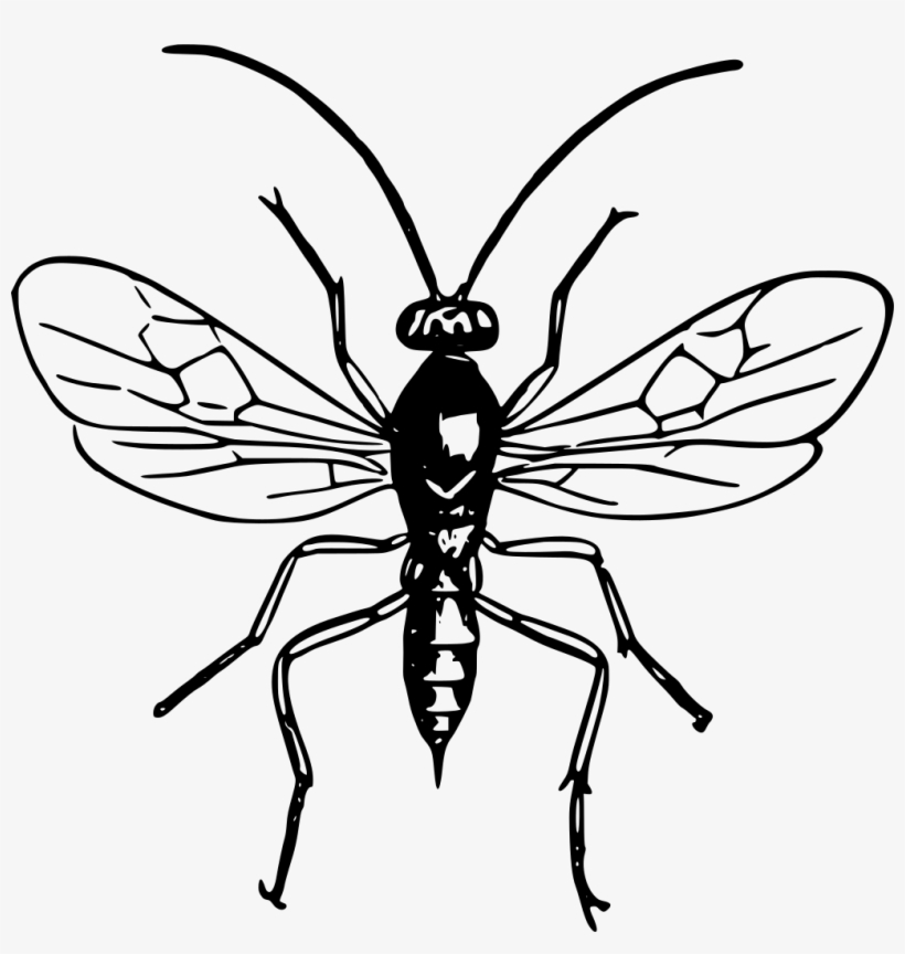 Wasp - Black And White Wasp Clip Art, transparent png download