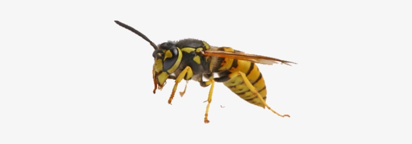 Yellow Jacket, transparent png download