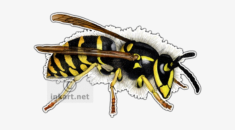 Common Yellowjacket Wasp Decal - Common Yellowjacket Wasp Picture Ornament, transparent png download