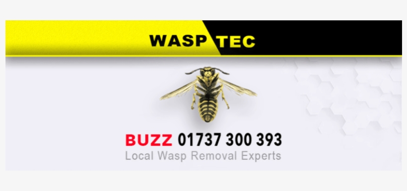Wasp Nest Removal, Redhill - Wasptec - Wasp Nest Removal Coulsdon, transparent png download