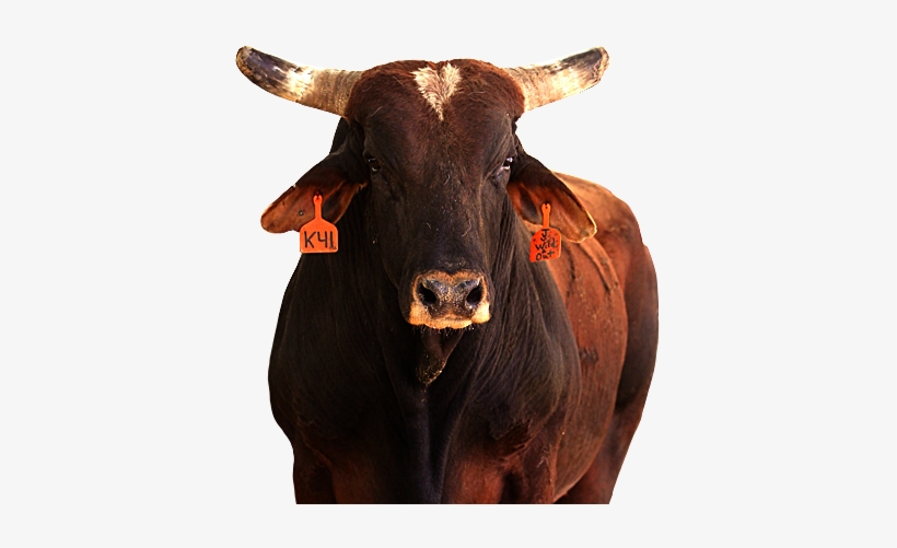 Cooper Tires Wild & Out - Bucking Bulls Pro, transparent png download