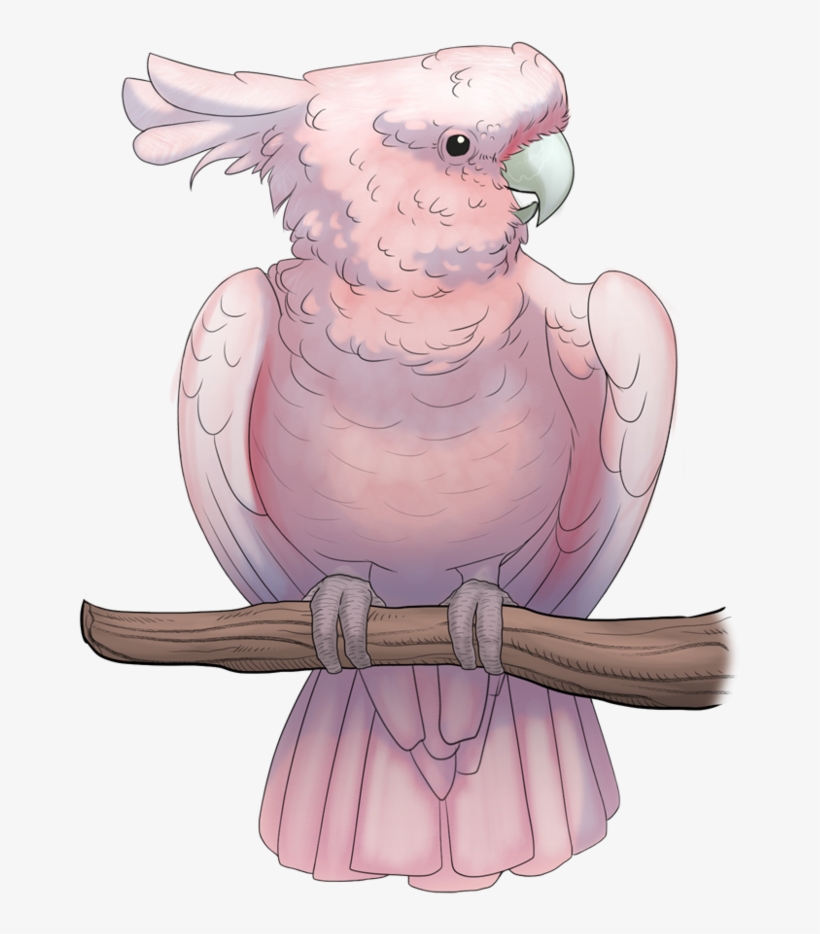 Clipart Stock Major Mitchell By Kingjackalope On Deviantart - Drawing, transparent png download