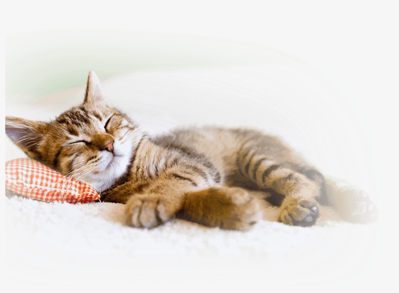 Hif Pet Insurance Benefits - Hill's Science Diet Kitten Healthy Development Dry, transparent png download