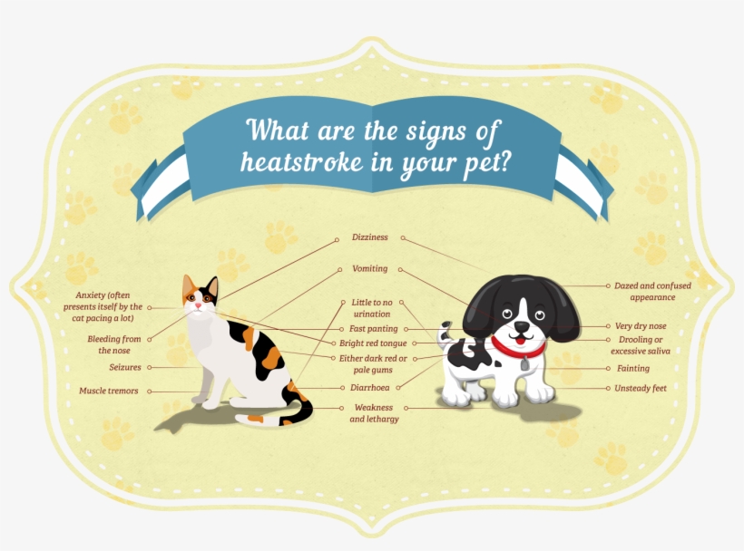 Sources - Signs Of Heatstroke In Dogs And Cats, transparent png download
