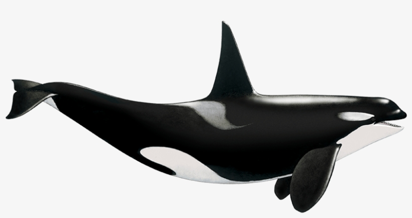 Tethys Research Institute - Killer Whale, transparent png download