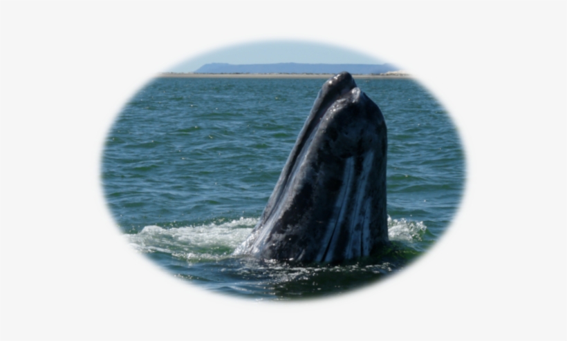 Visit The Gray Whales Of Baja's San Ignacio Lagoon - Humpback Whale, transparent png download