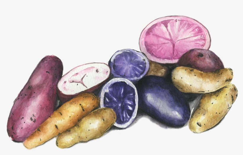 Potatoes - Massachusetts, transparent png download