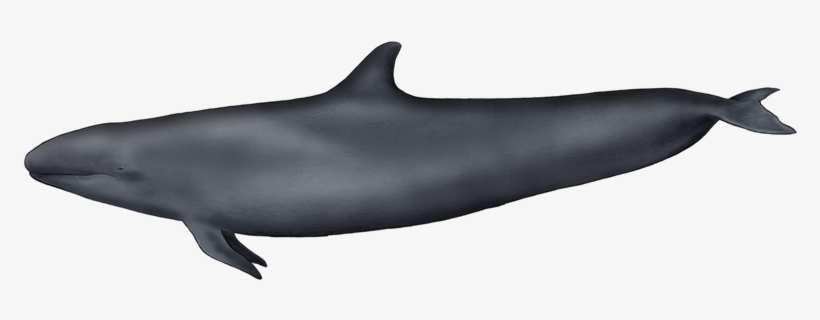 False Killer Whale - False Killer Whale Chest, transparent png download
