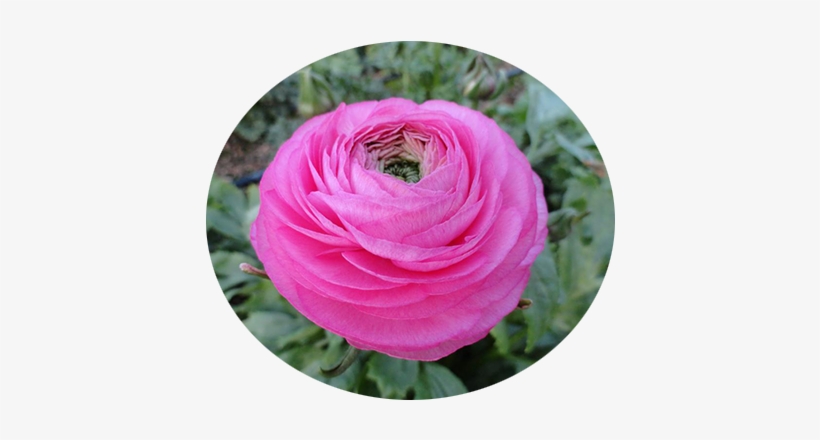 Ranuncoli Ad Arma Di Taggia - Flower, transparent png download