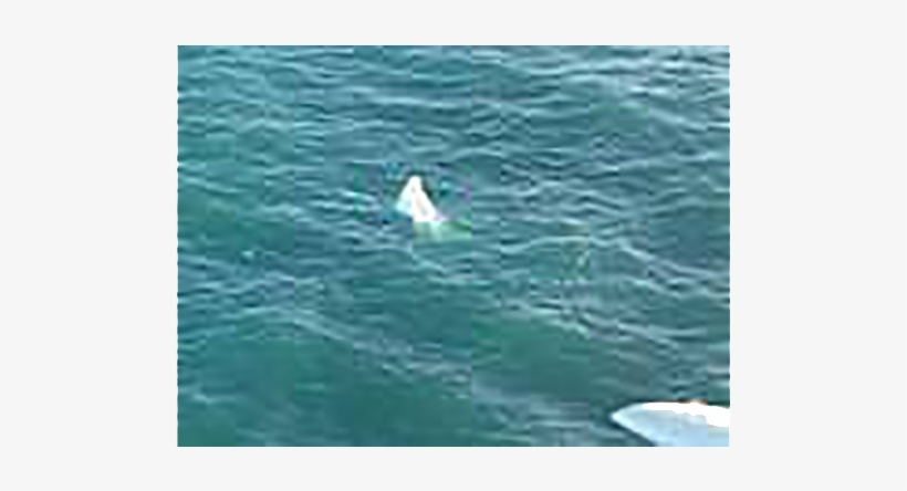 Survivor Story 2 B - Spinner Dolphin, transparent png download