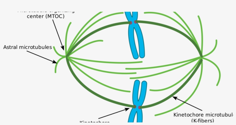 Premature Chromosome Condensation Market By Top Players - Prometaphase Spindle, transparent png download