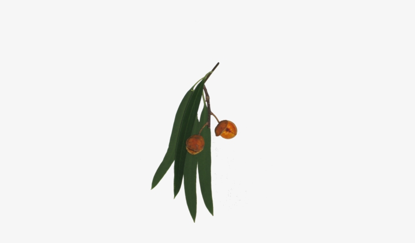 Acianthera Luteola, transparent png download