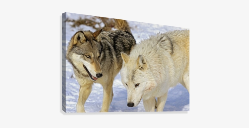Members Of Wolf Pack Canvas Print - Posterazzi Members Of Wolf Pack Posterprint 34.00 X, transparent png download